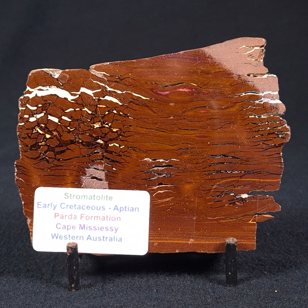 STROMATOLITE, Parda Formation, Early Cretaceous (Aptian), Australia ZPF002