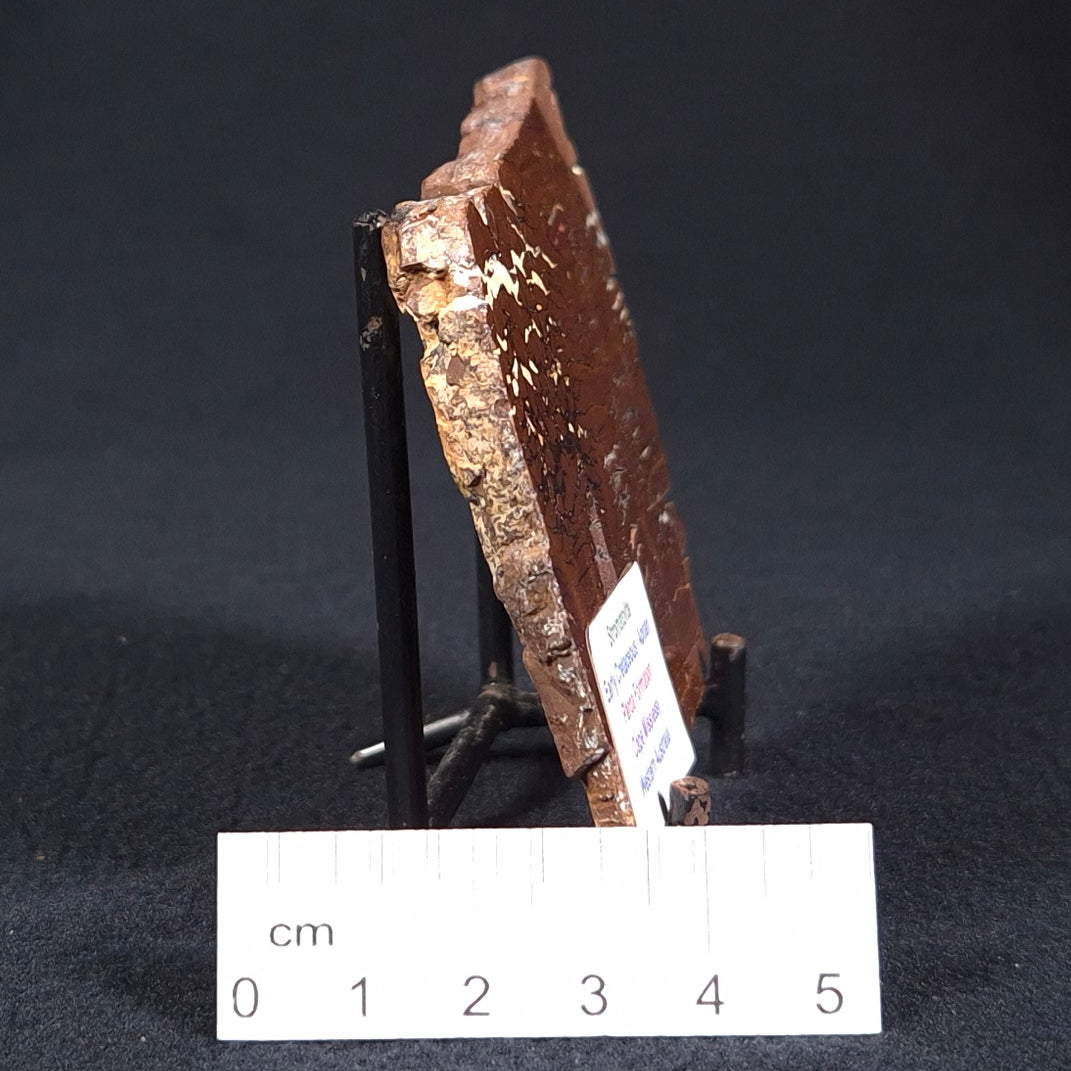 STROMATOLITE, Parda Formation, Early Cretaceous (Aptian), Australia ZPF002