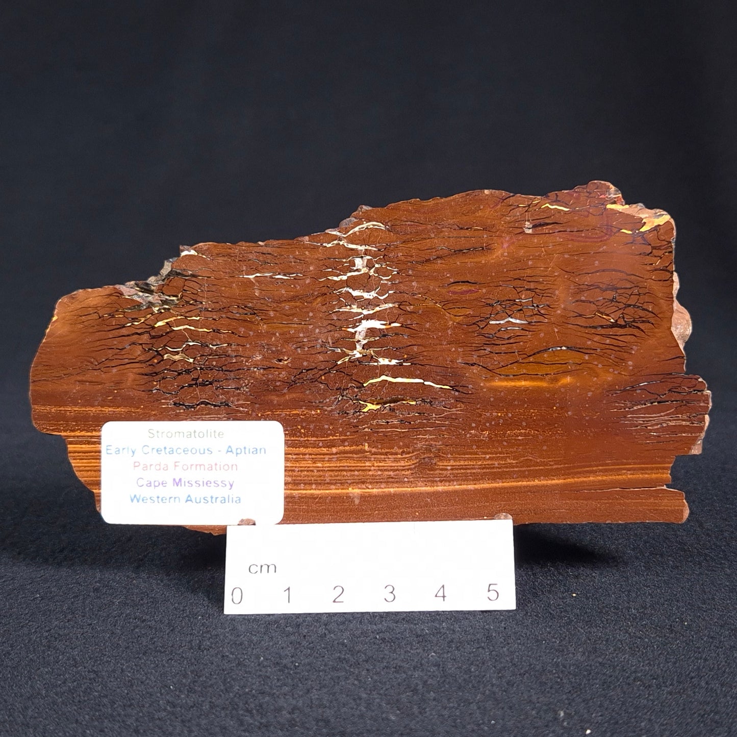 STROMATOLITE, Parda Formation, Early Cretaceous (Aptian), Australia ZPF003