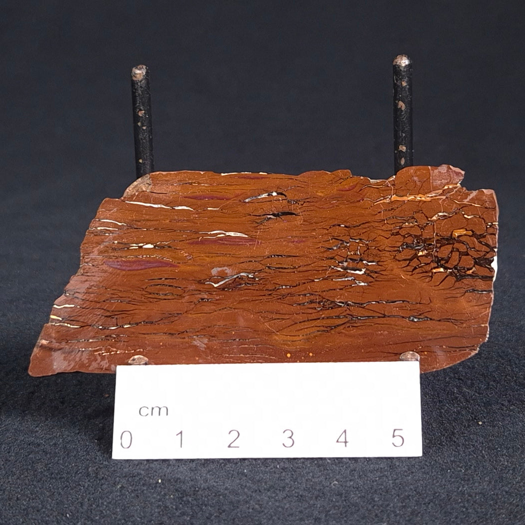STROMATOLITE, Parda Formation, Early Cretaceous (Aptian), Australia ZPF004