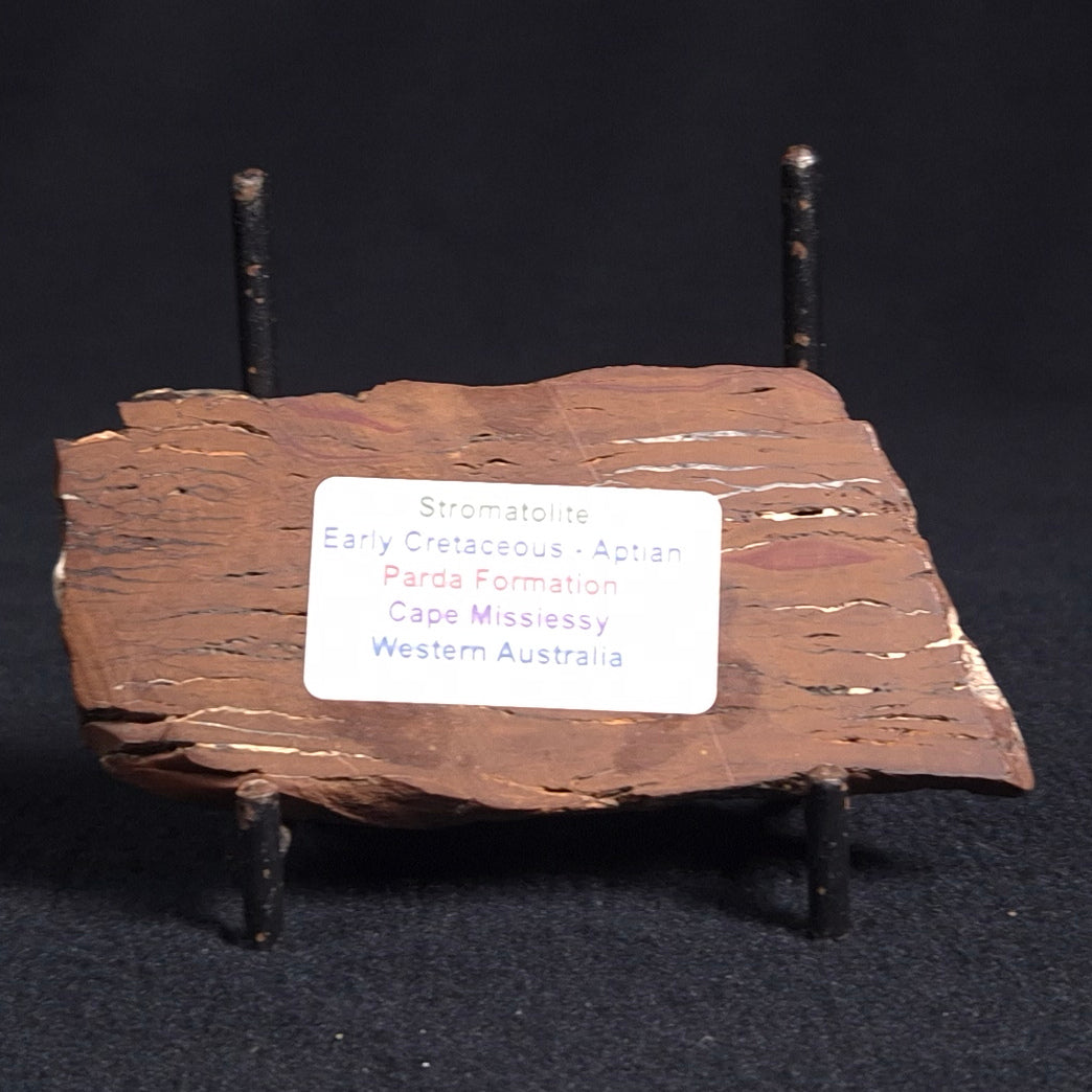 STROMATOLITE, Parda Formation, Early Cretaceous (Aptian), Australia ZPF004