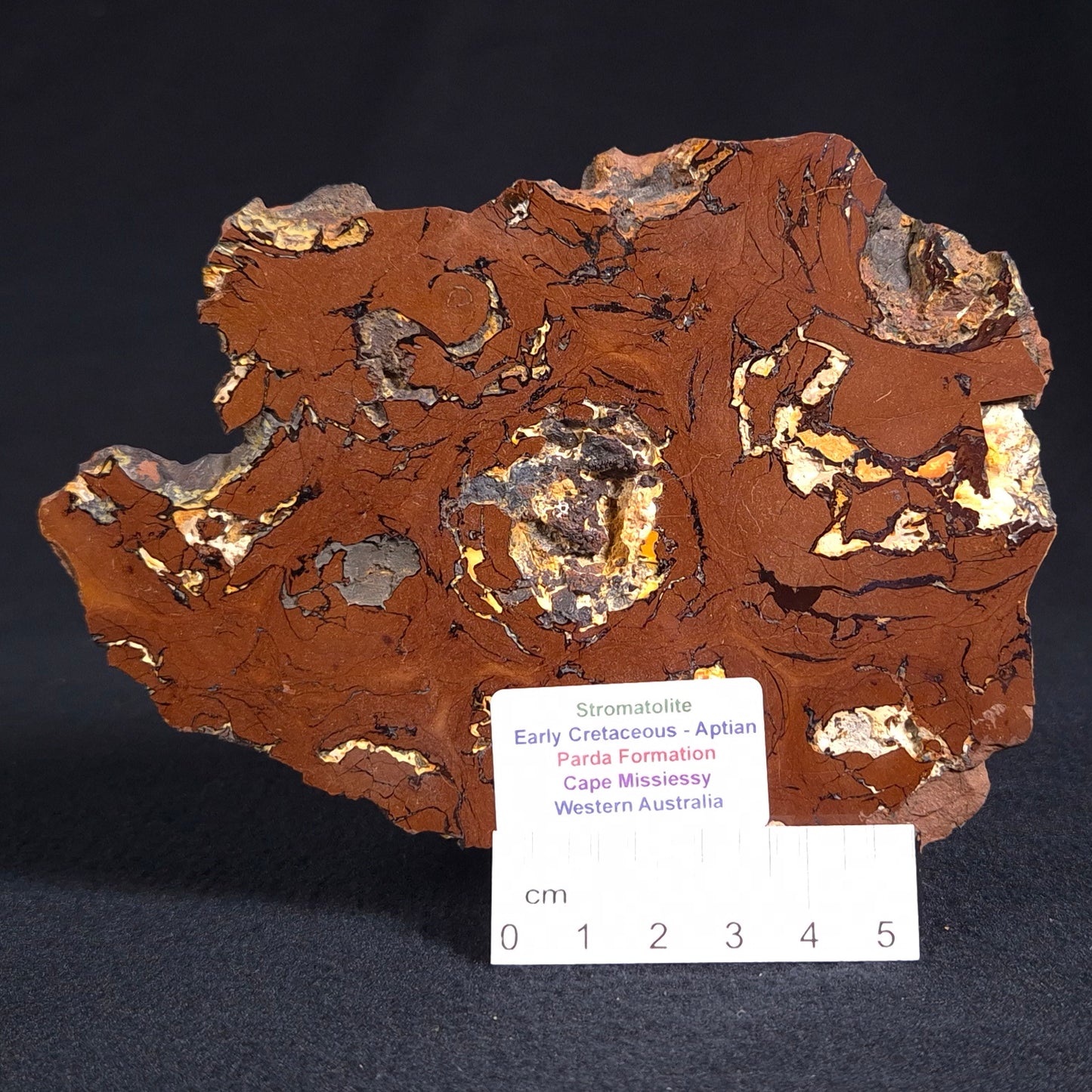 STROMATOLITE, Parda Formation, Early Cretaceous (Aptian), Australia ZPF005