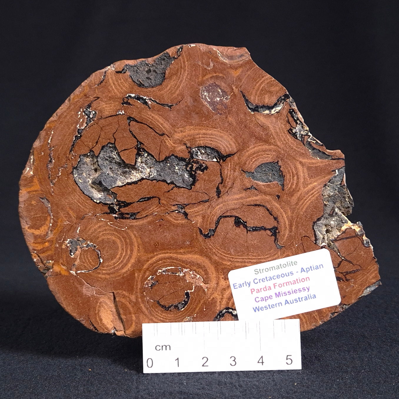 Stromatolite from the Parda Formation, Australia ZPF006