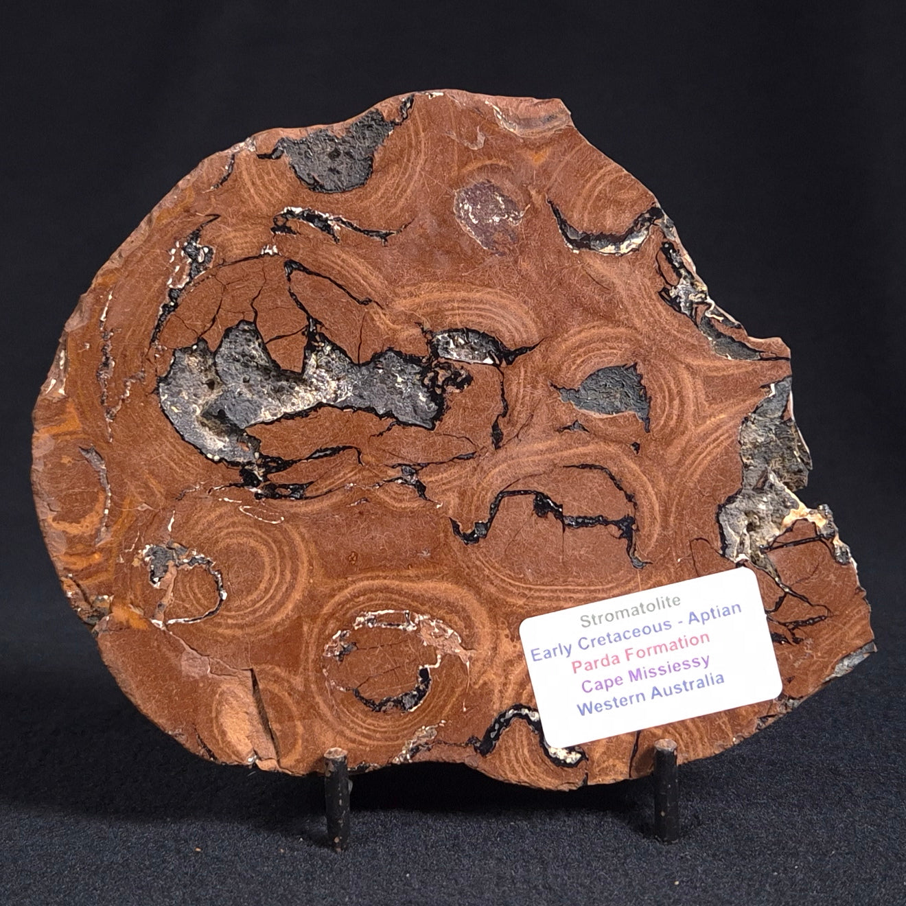Stromatolite from the Parda Formation, Australia ZPF006