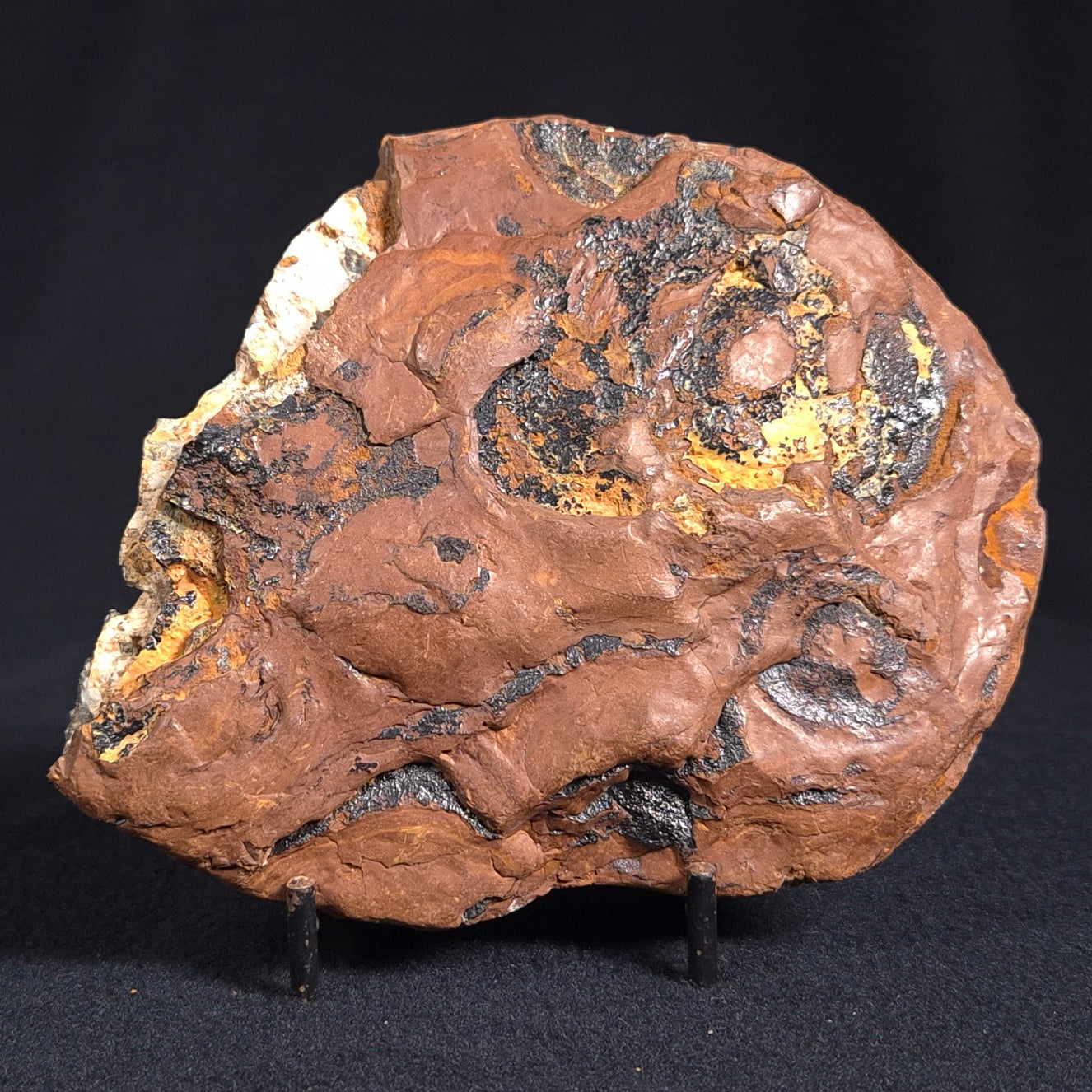 Stromatolite from the Parda Formation, Australia ZPF006