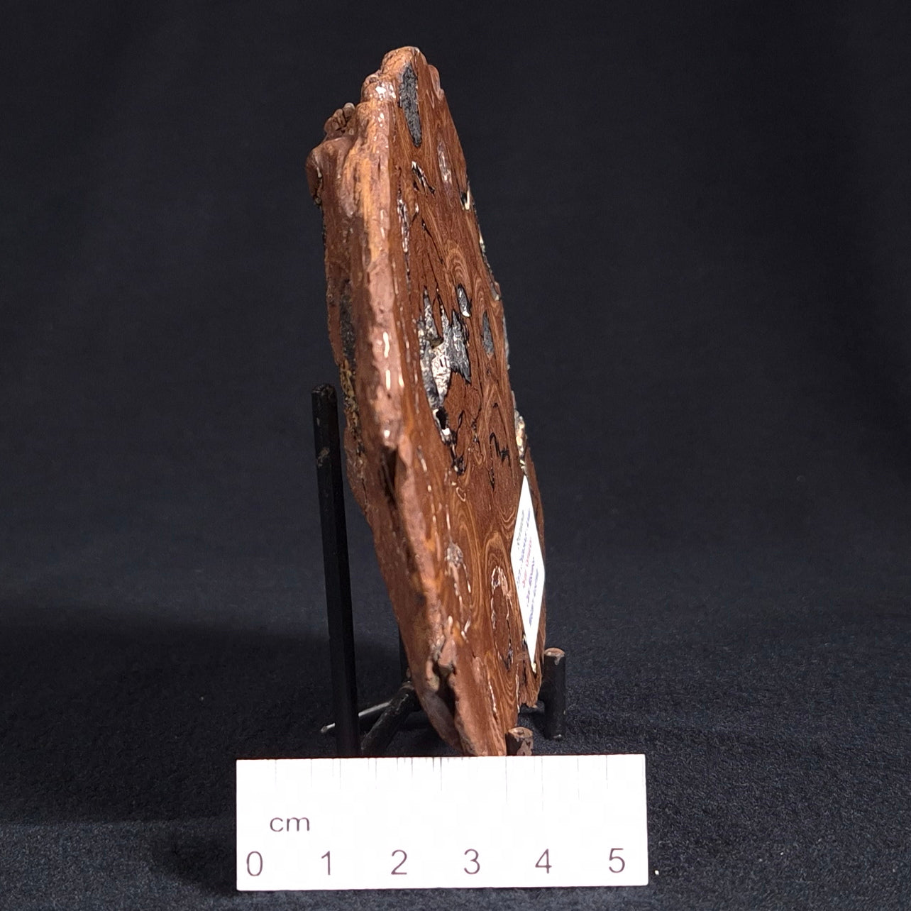 Stromatolite from the Parda Formation, Australia ZPF006
