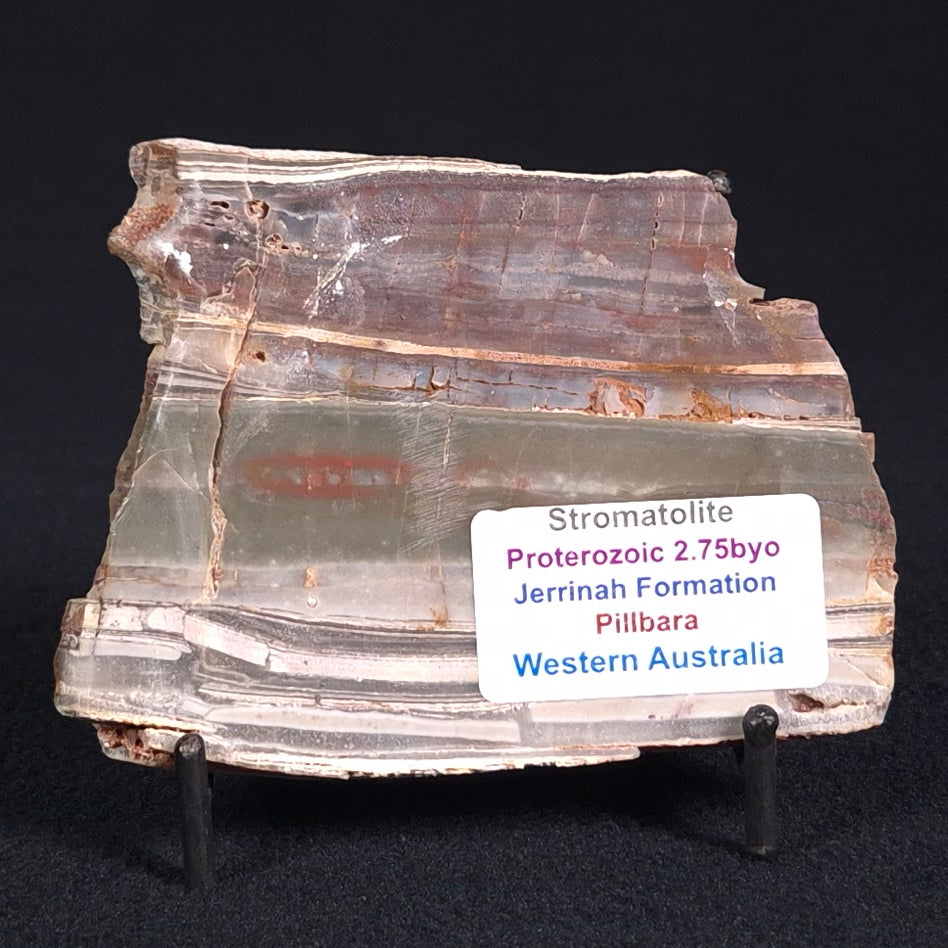 STROMATOLITE, Jerrinah Formation, Proterozoic, Australia ZJF019