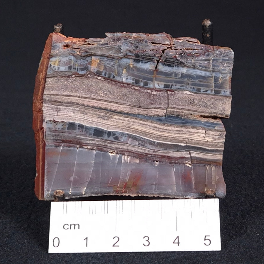 STROMATOLITE, Jerrinah Formation, Proterozoic, Australia ZJF020