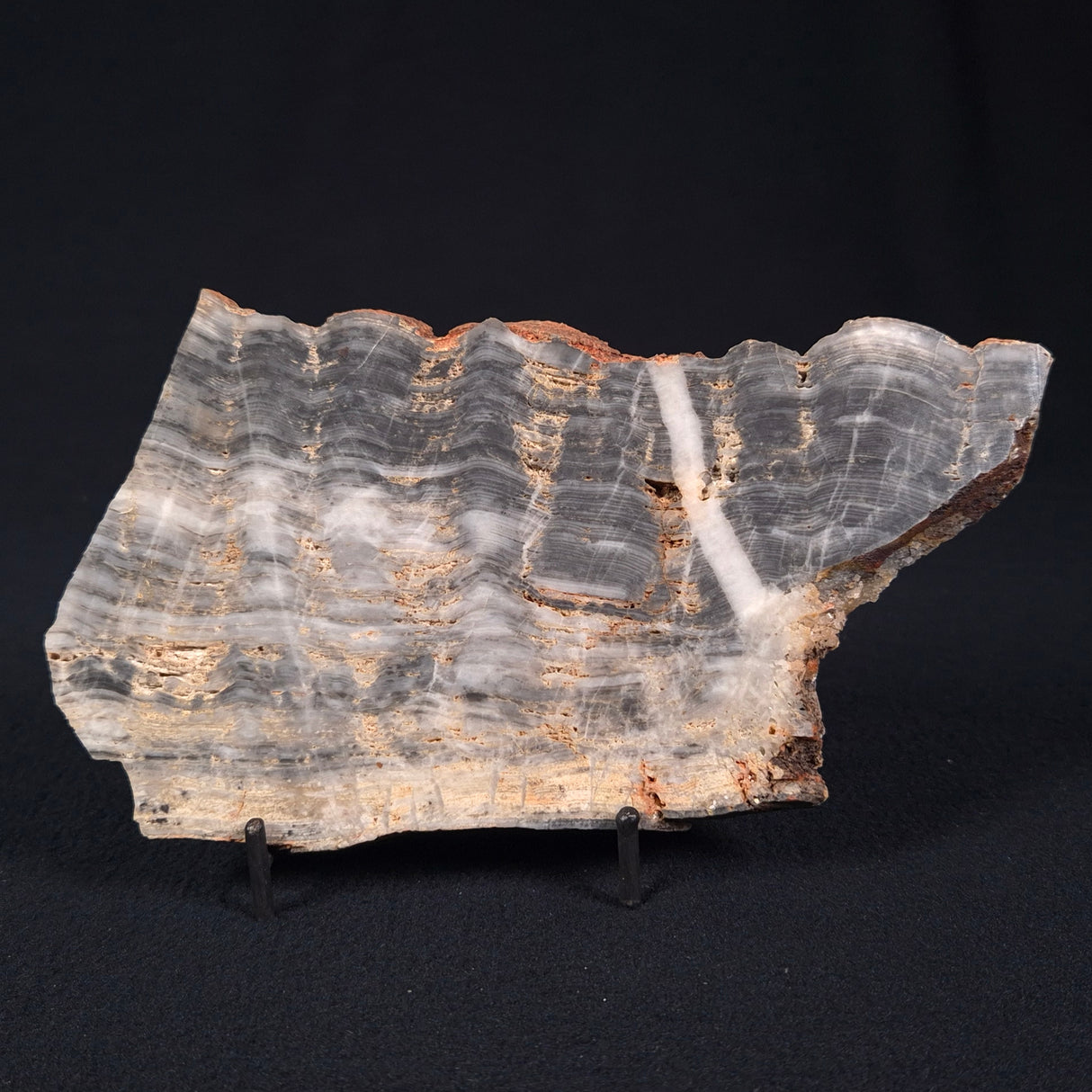 MOUNT MCGRATH STROMATOLITE, Lower Proterozoic, Australia ZMG012