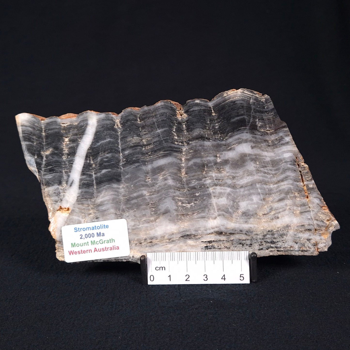MOUNT MCGRATH STROMATOLITE, Lower Proterozoic, Australia ZMG013