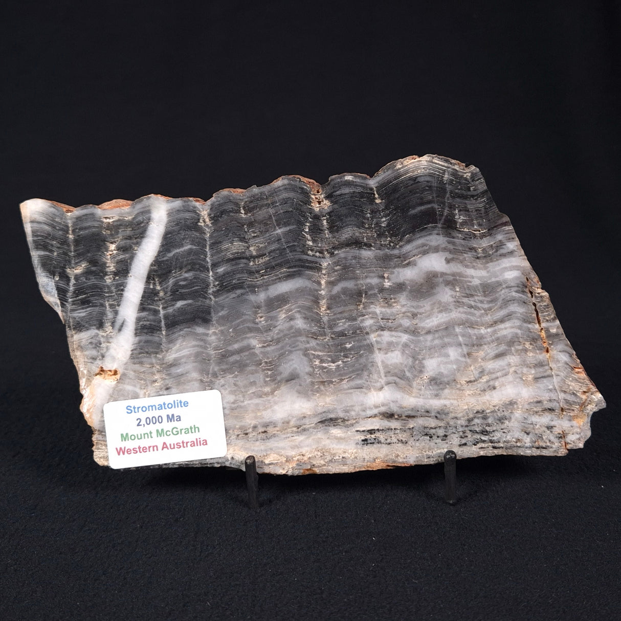 MOUNT MCGRATH STROMATOLITE, Lower Proterozoic, Australia ZMG013