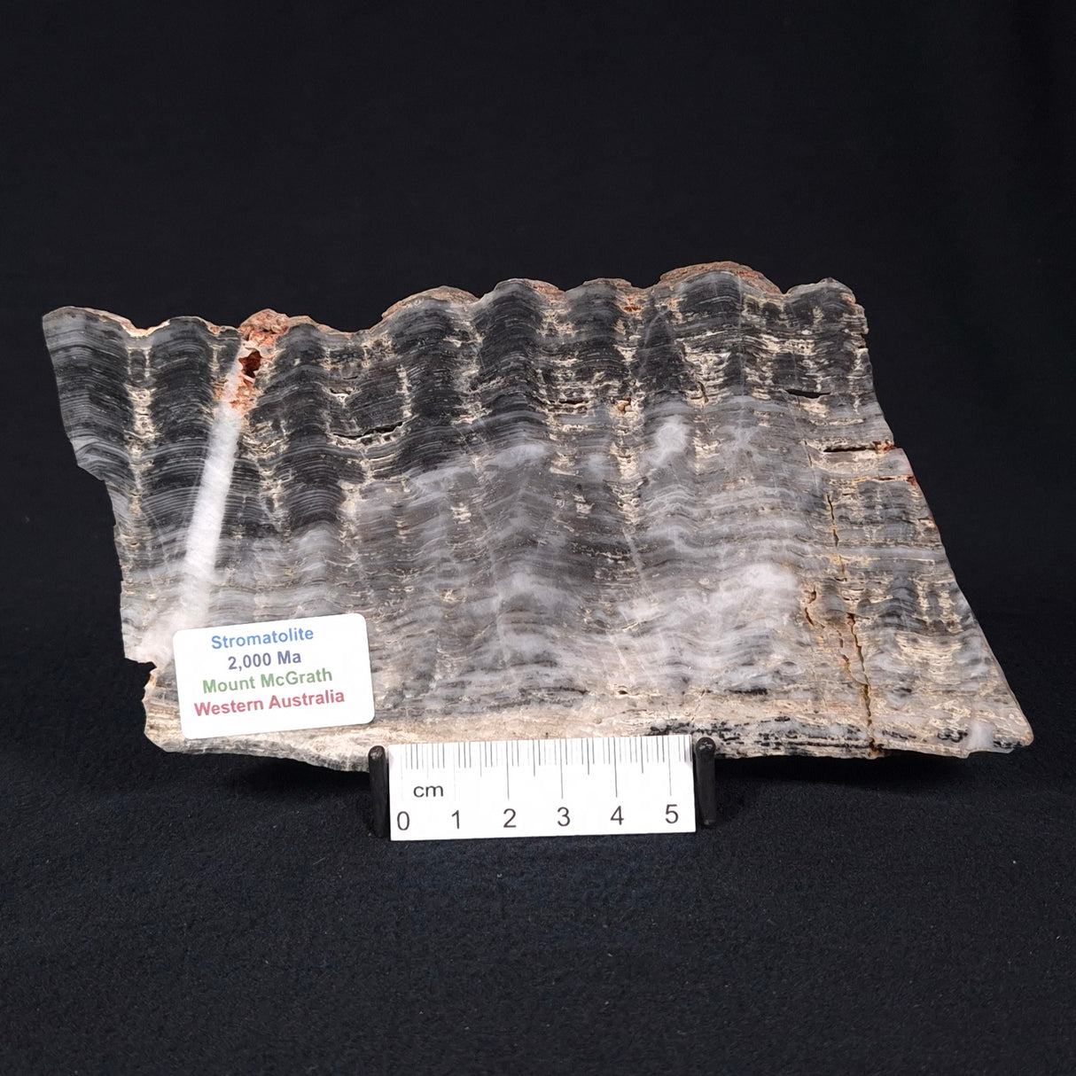 MOUNT MCGRATH STROMATOLITE, Lower Proterozoic, Australia ZMG014