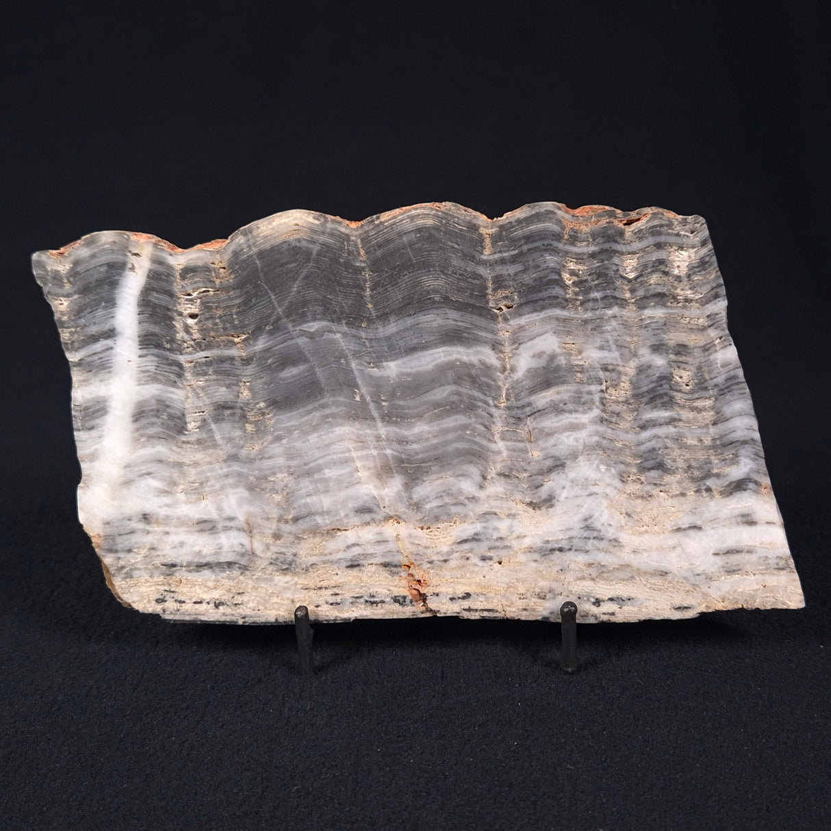 MOUNT MCGRATH STROMATOLITE, Lower Proterozoic, Australia ZMG015