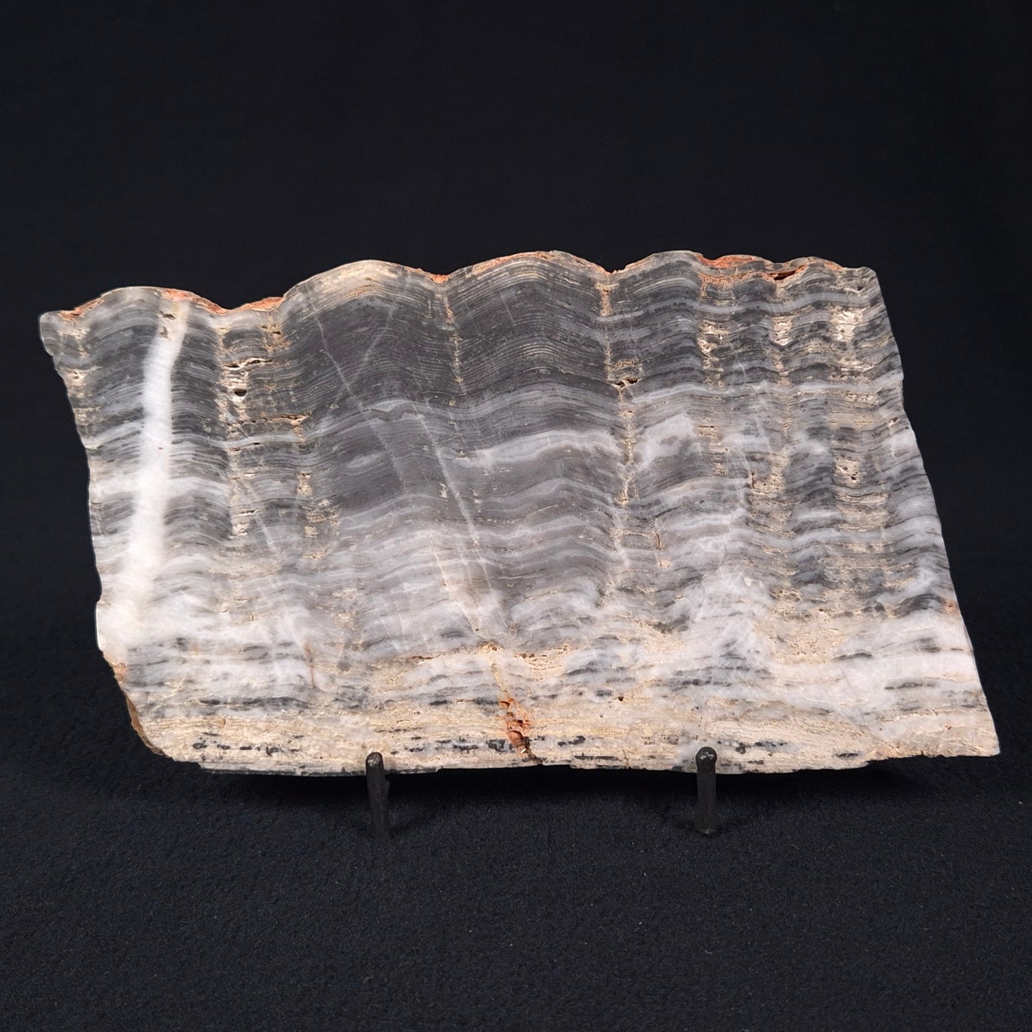 MOUNT MCGRATH STROMATOLITE, Lower Proterozoic, Australia ZMG015