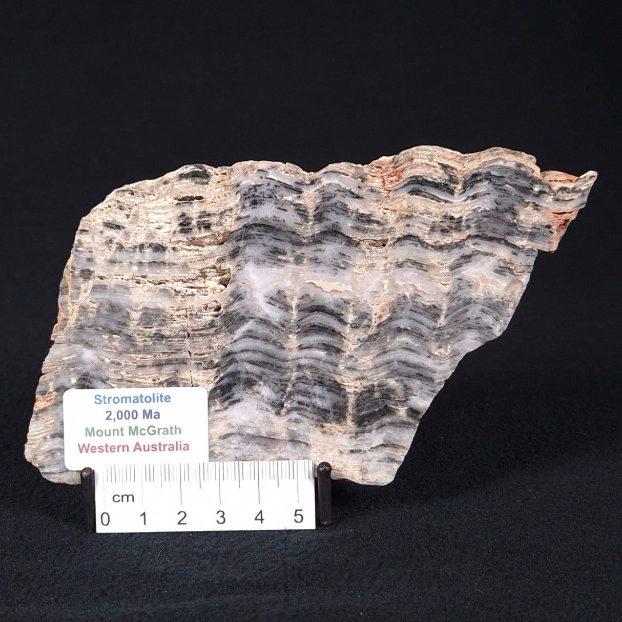 MOUNT MCGRATH STROMATOLITE, Lower Proterozoic, Australia ZMG016