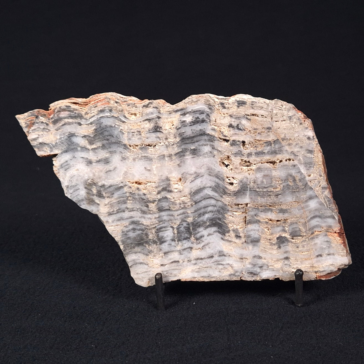 MOUNT MCGRATH STROMATOLITE, Lower Proterozoic, Australia ZMG016