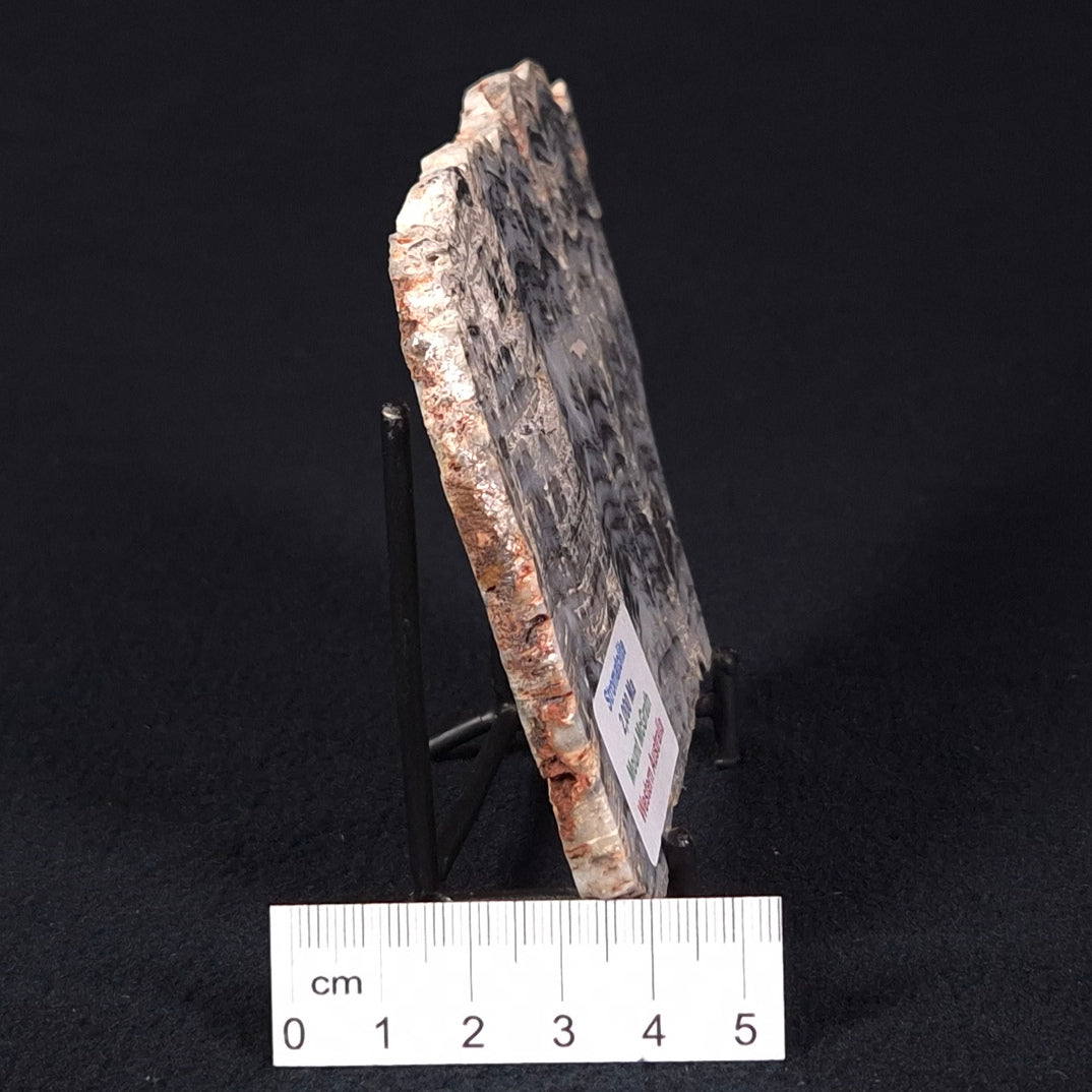 MOUNT MCGRATH STROMATOLITE, Lower Proterozoic, Australia ZMG016