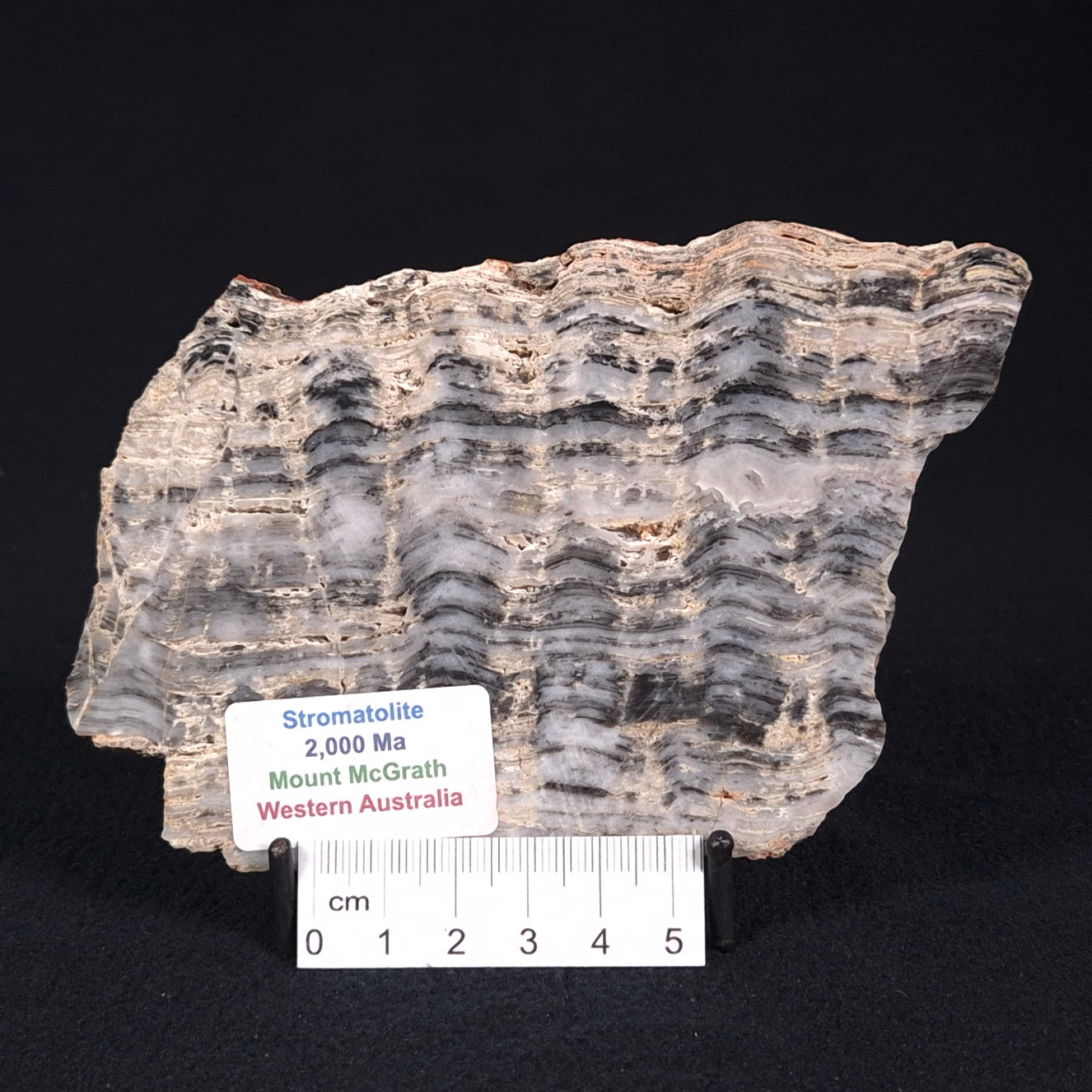 MOUNT MCGRATH STROMATOLITE, Lower Proterozoic, Australia ZMG017