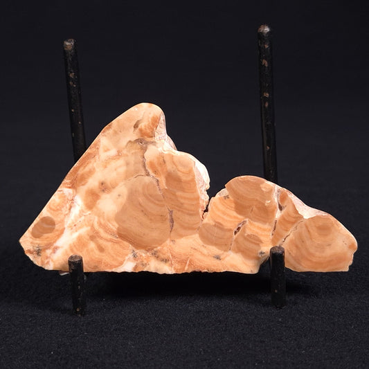 STROMATOPOROID, Devonian, Australia ZSB007