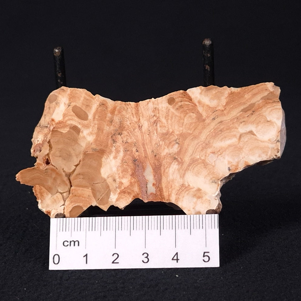 STROMATOPOROID, Devonian, Australia ZSB008