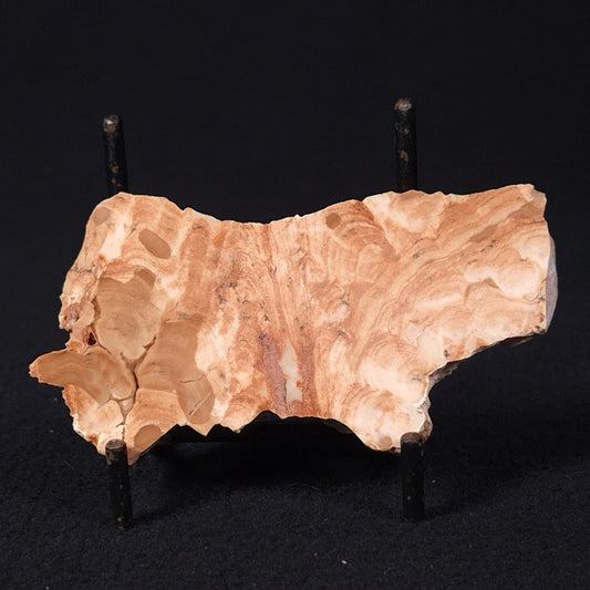 STROMATOPOROID, Devonian, Australia ZSB008