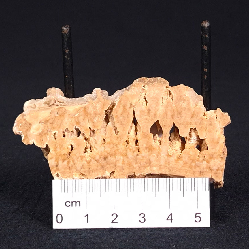 STROMATOPOROID, Devonian, Australia ZSB009