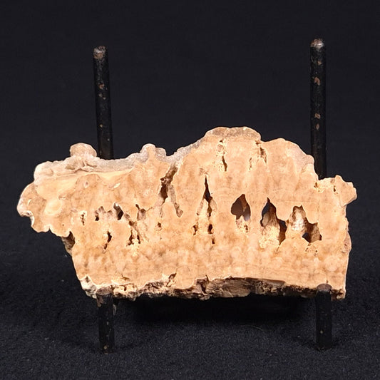 STROMATOPOROID, Devonian, Australia ZSB009