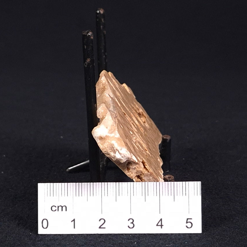 STROMATOPOROID, Devonian, Australia ZSB009