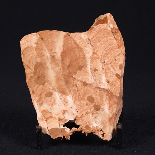 STROMATOPOROID, Devonian, Australia ZSB010