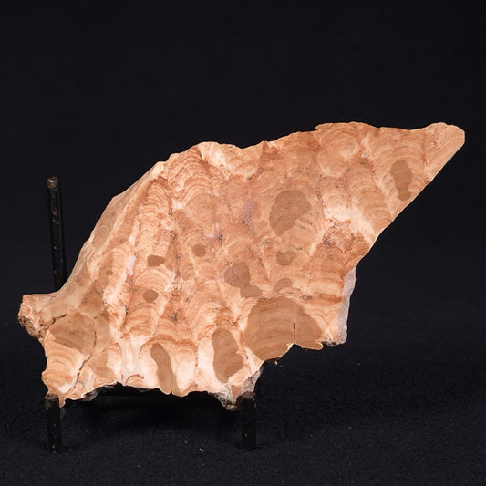 STROMATOPOROID, Devonian, Australia ZSB012