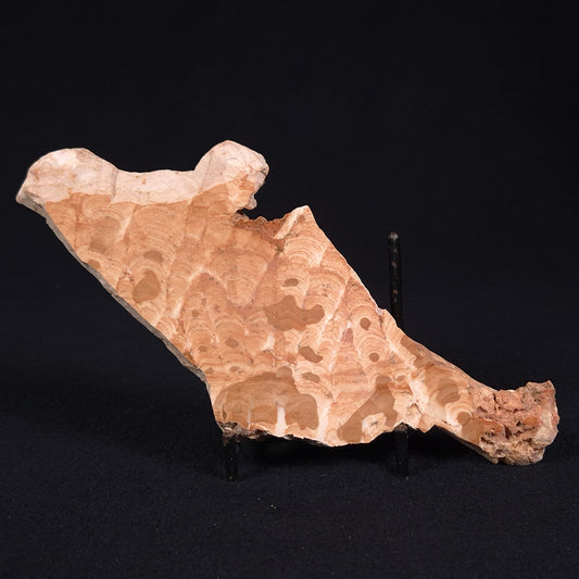 STROMATOPOROID, Devonian, Australia ZSB013