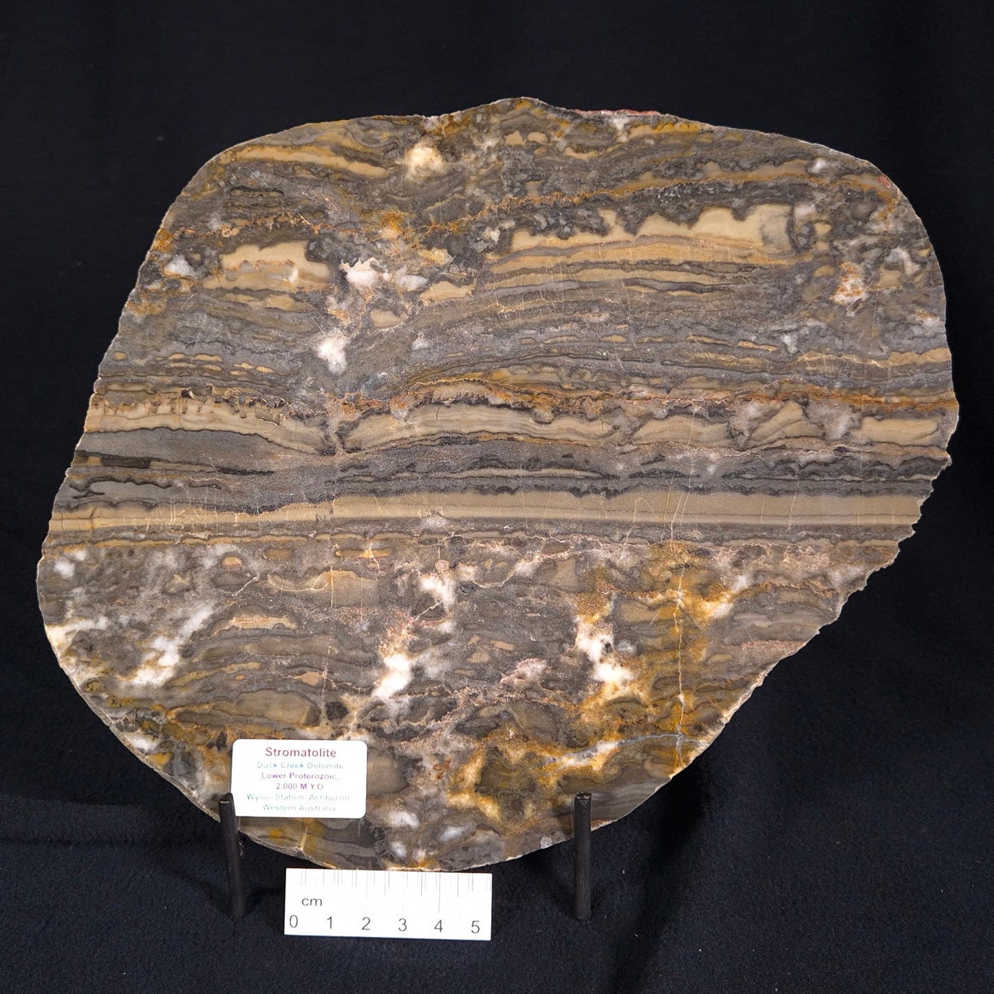 STROMATOLITE, Duck Creek, Lower Proterozoic, Australia ZDC003