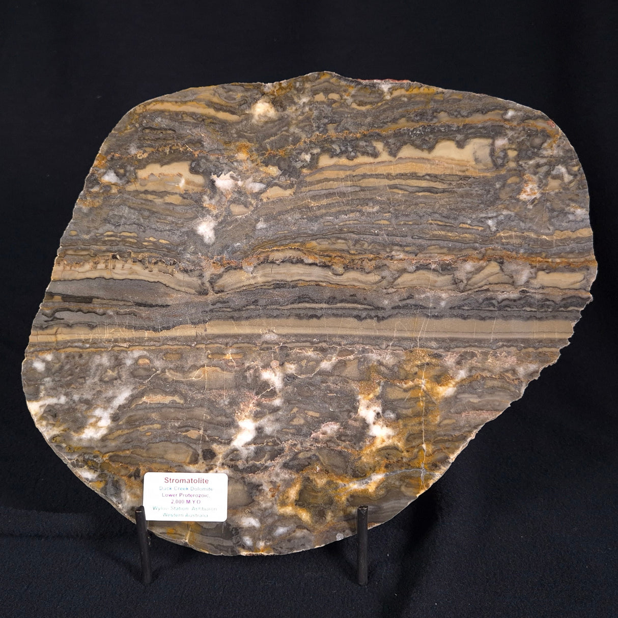STROMATOLITE, Duck Creek, Lower Proterozoic, Australia ZDC003