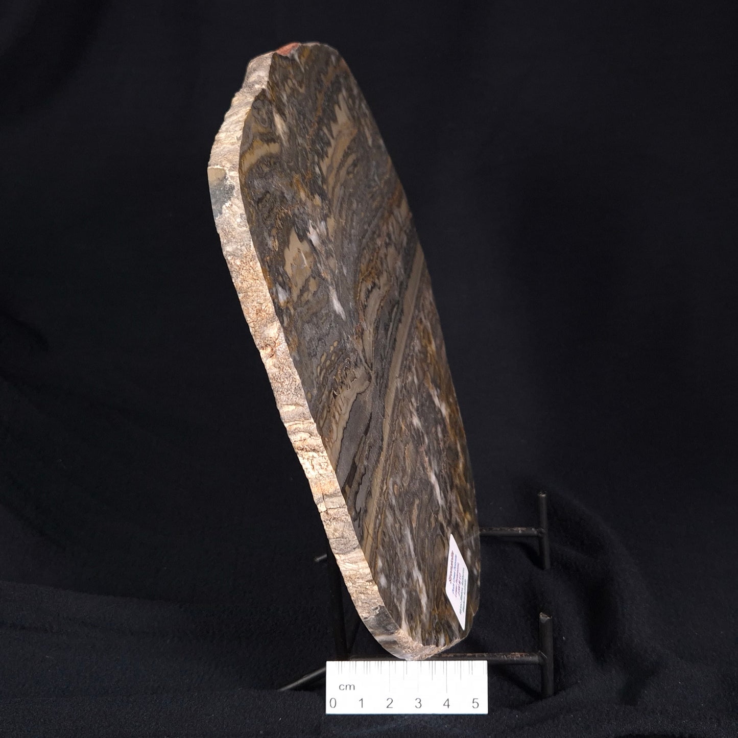 STROMATOLITE, Duck Creek, Lower Proterozoic, Australia ZDC003