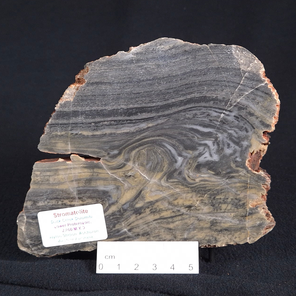 STROMATOLITE, Duck Creek, Lower Proterozoic, Australia ZDC004