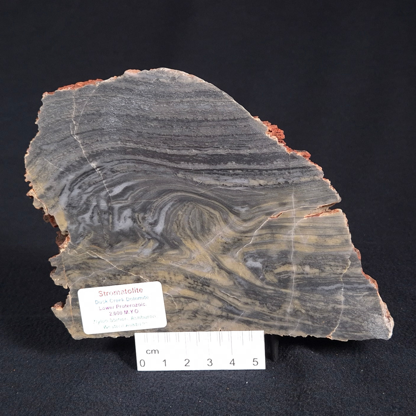 STROMATOLITE, Duck Creek, Lower Proterozoic, Australia ZDC005