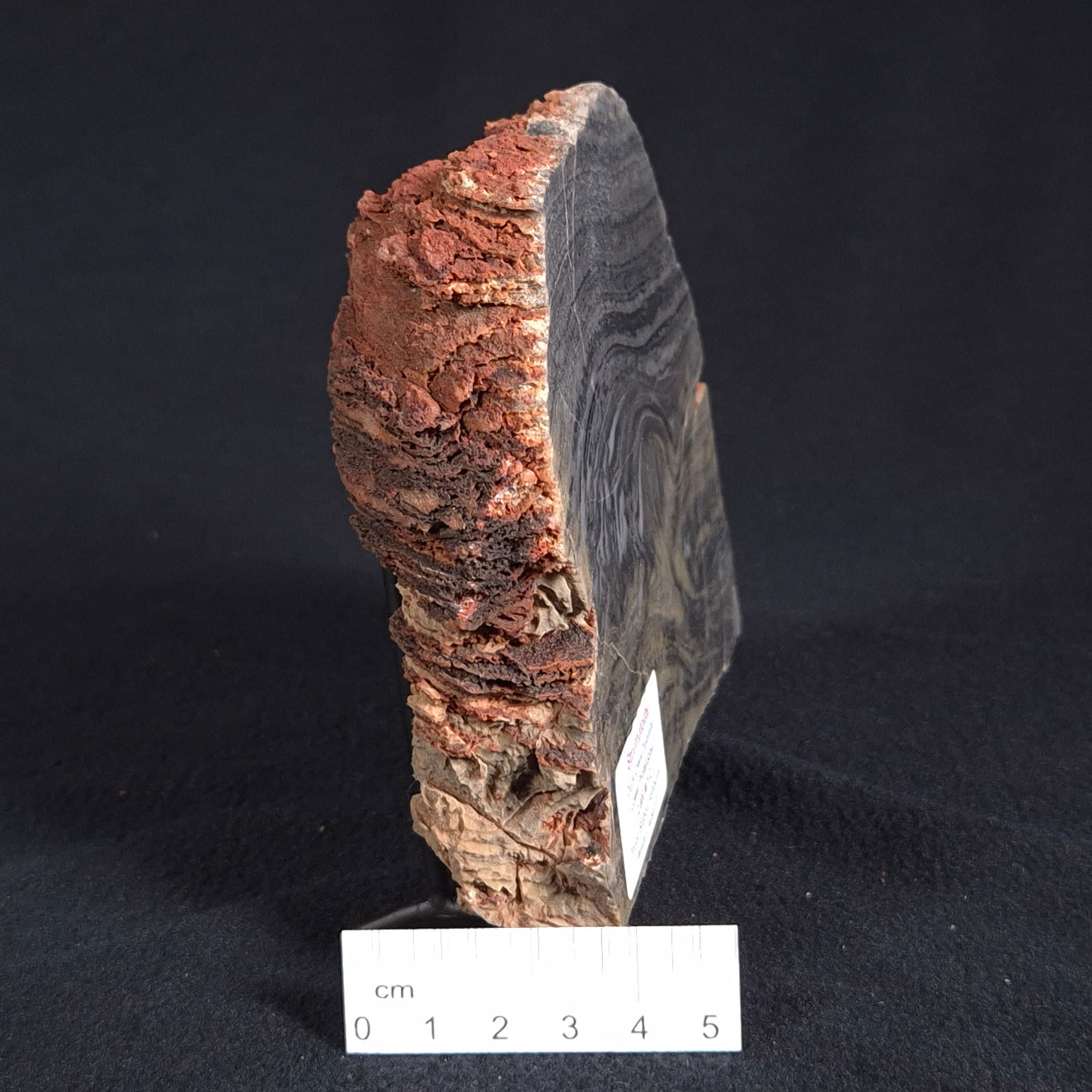 STROMATOLITE, Duck Creek, Lower Proterozoic, Australia ZDC005