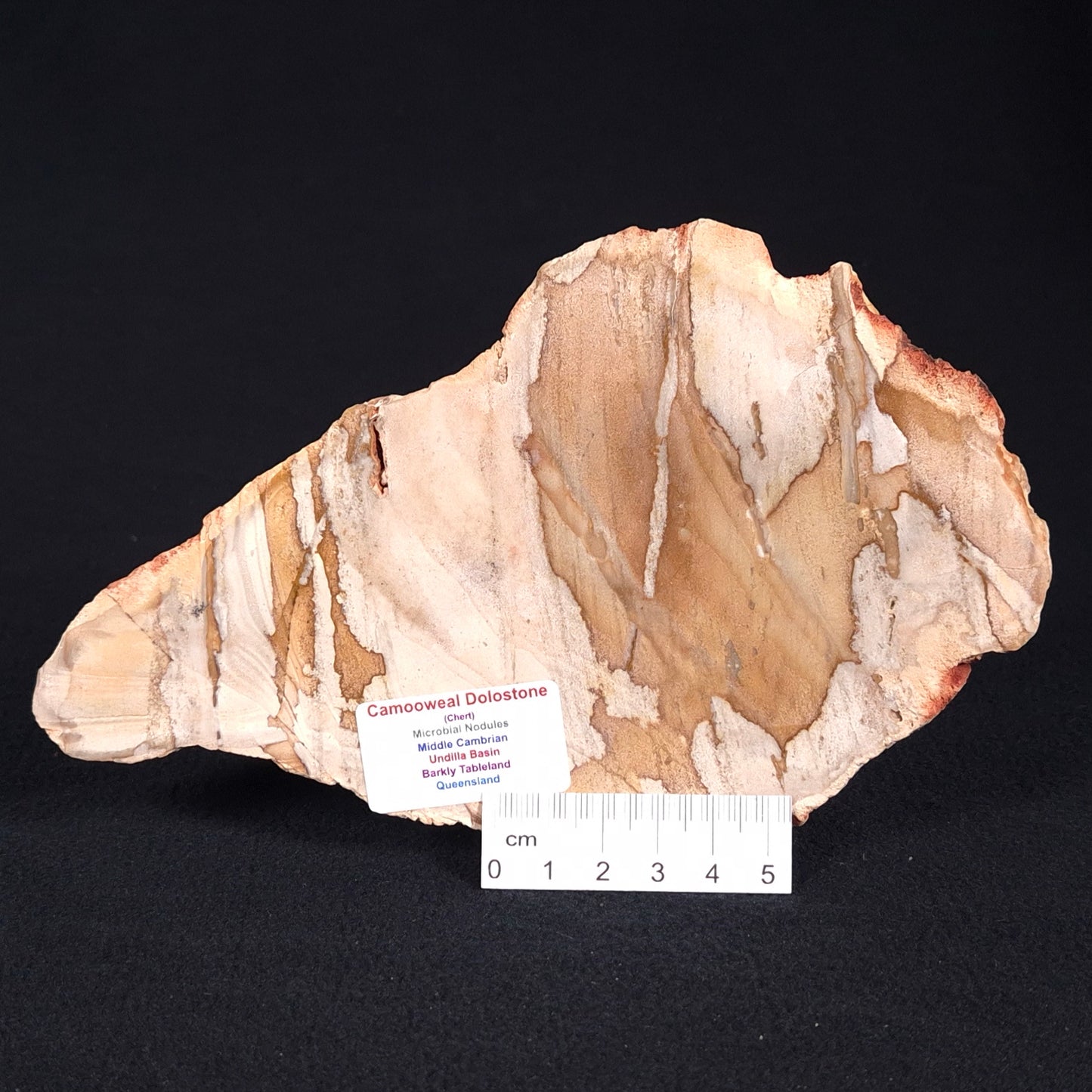 CAMOOWEAL DOLOSTONE CHERT MICROBIAL, Middle Cambrian, Australia ZCD001