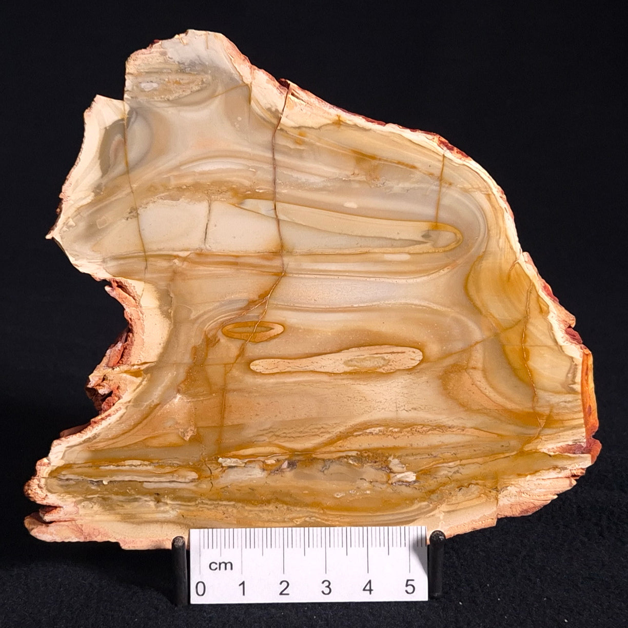 CAMOOWEAL DOLOSTONE CHERT MICROBIAL, Middle Cambrian, Australia ZCD002