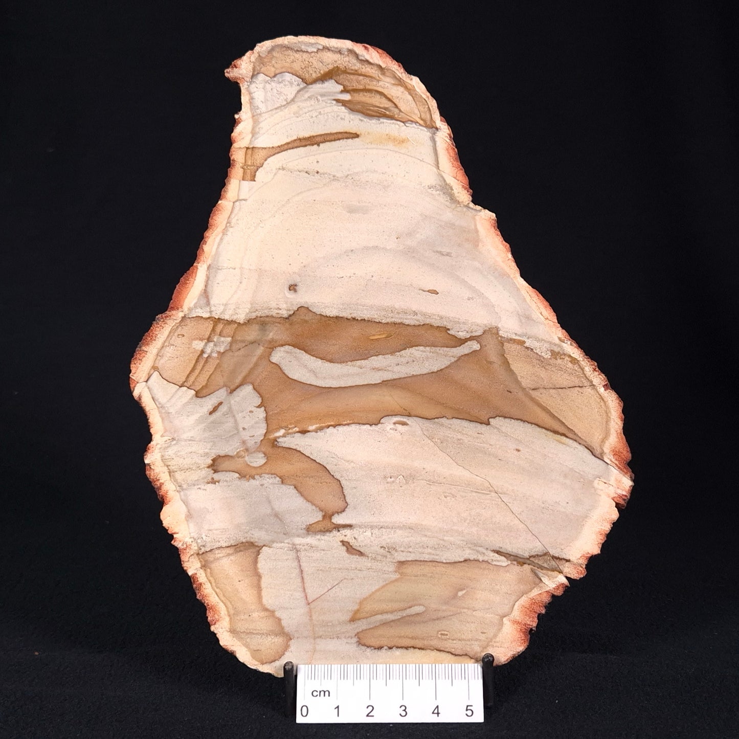 CAMOOWEAL DOLOSTONE CHERT MICROBIAL, Middle Cambrian, Australia ZCD003