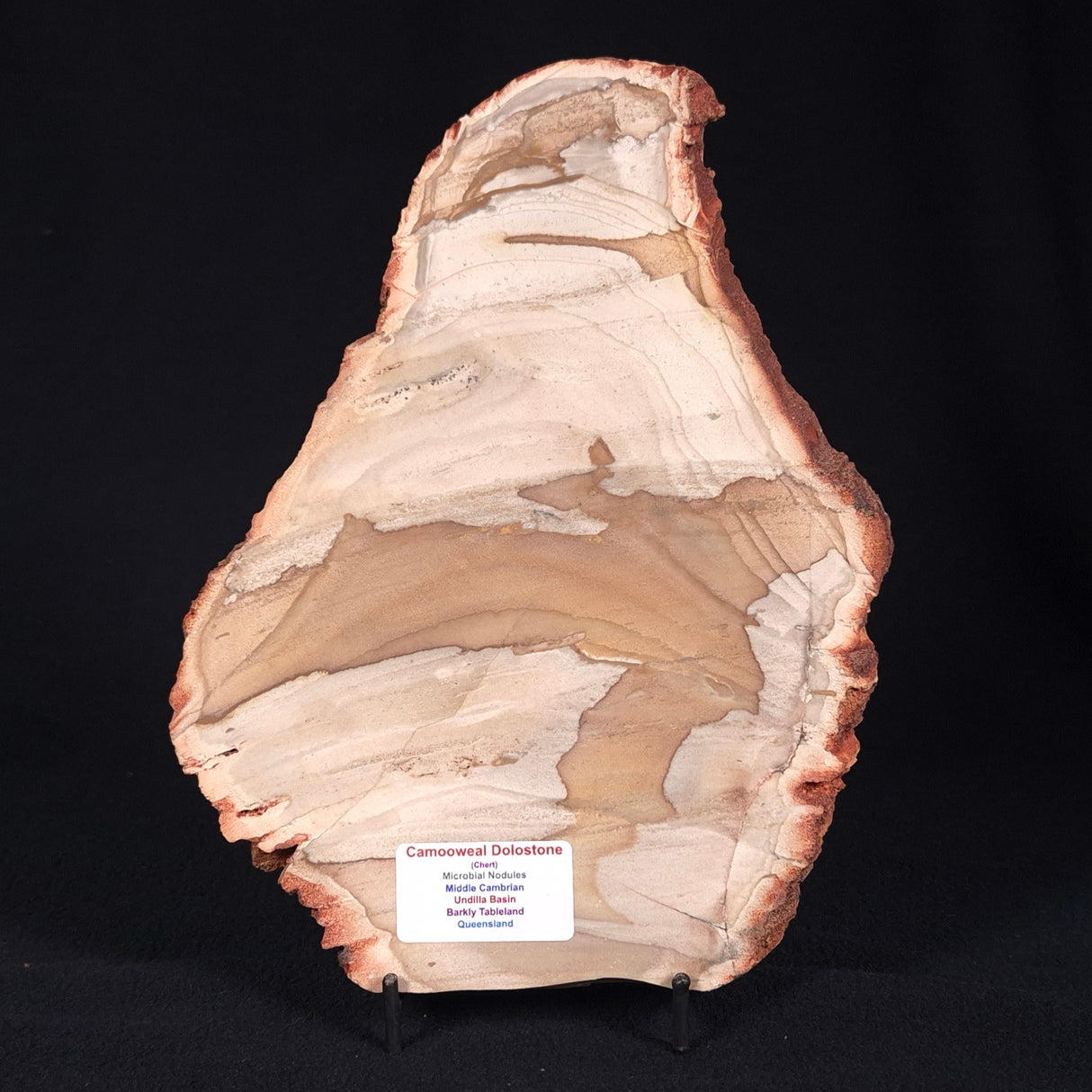 CAMOOWEAL DOLOSTONE CHERT MICROBIAL, Middle Cambrian, Australia ZCD003