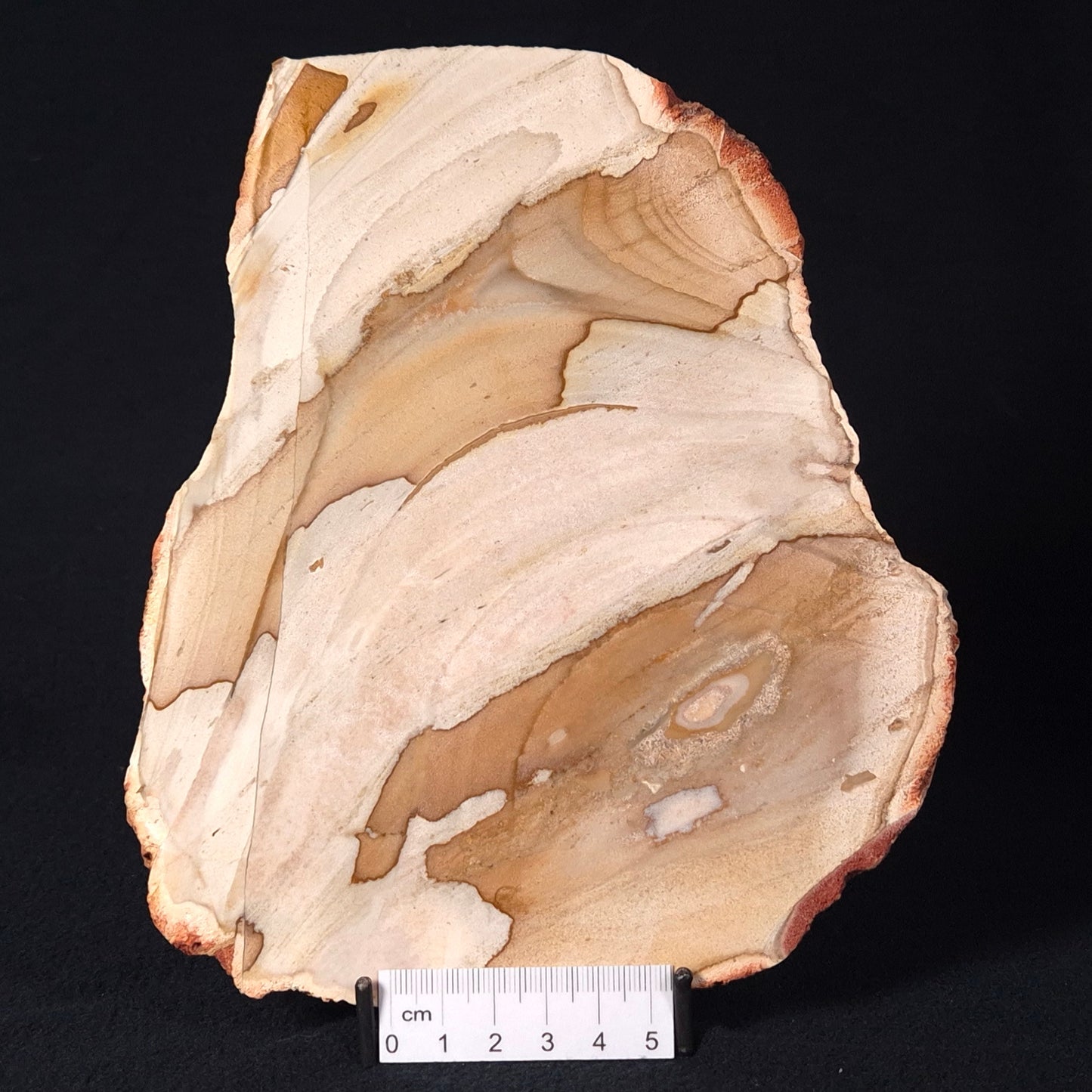 CAMOOWEAL DOLOSTONE CHERT MICROBIAL, Middle Cambrian, Australia ZCD004