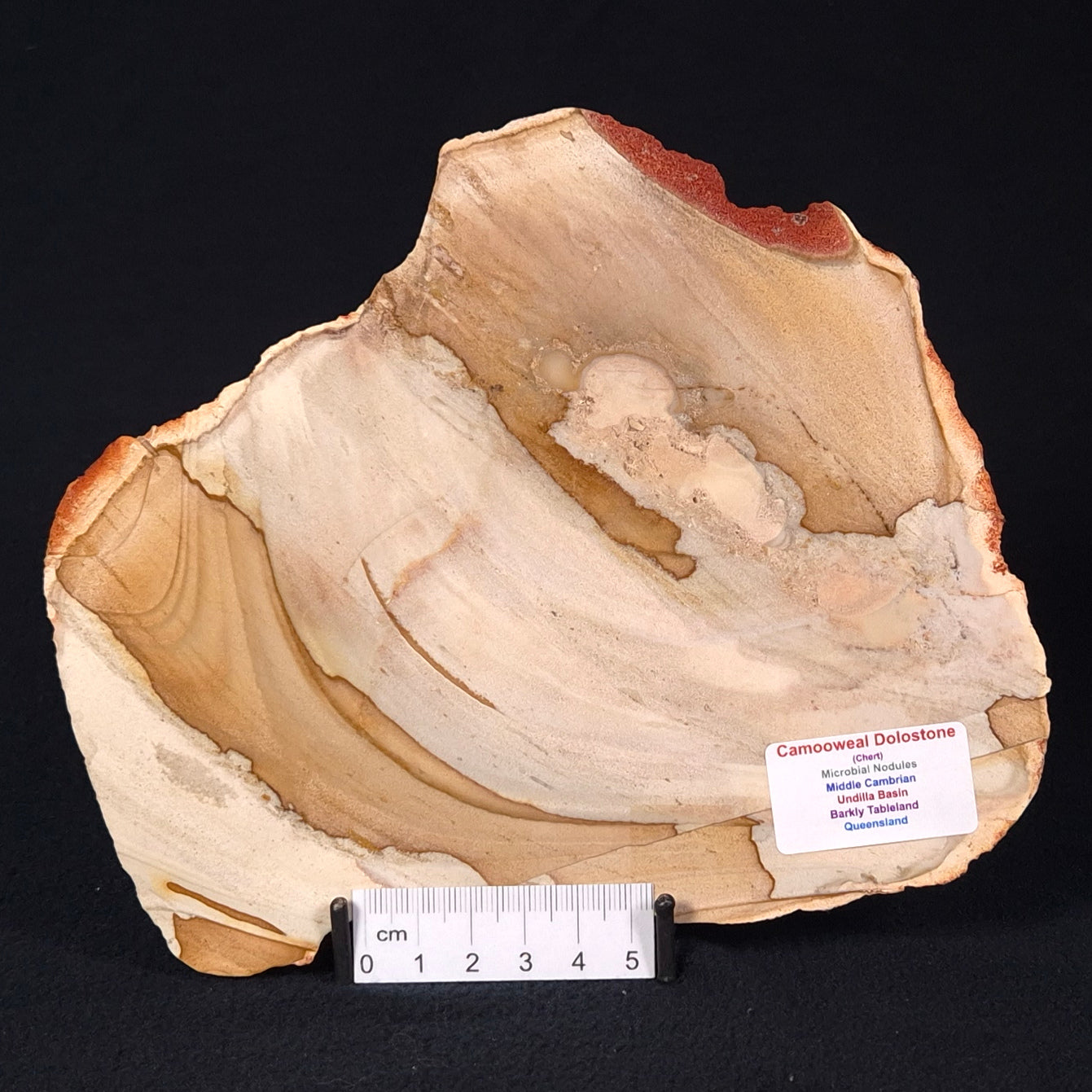 CAMOOWEAL DOLOSTONE CHERT MICROBIAL, Middle Cambrian, Australia ZCD005