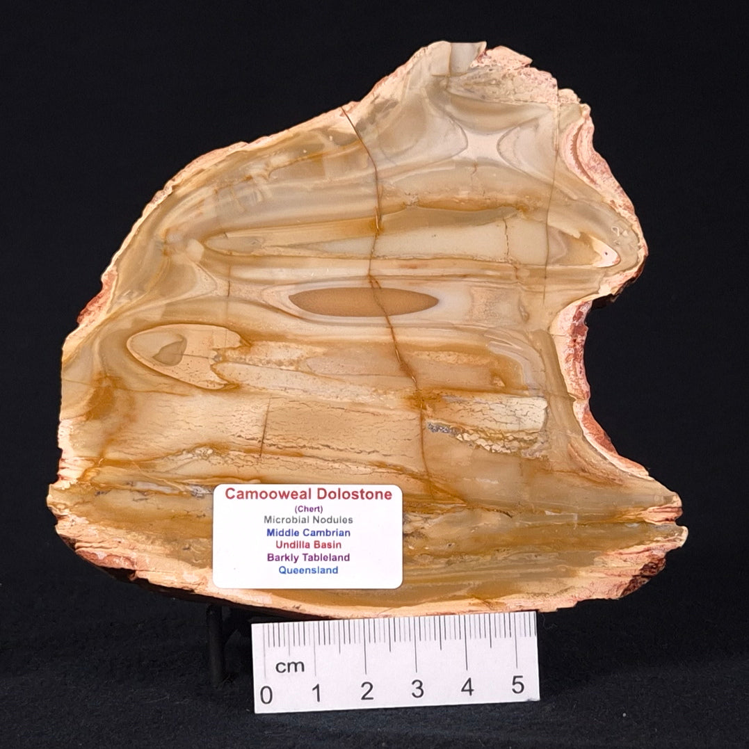 CAMOOWEAL DOLOSTONE CHERT MICROBIAL, Middle Cambrian, Australia ZCD006