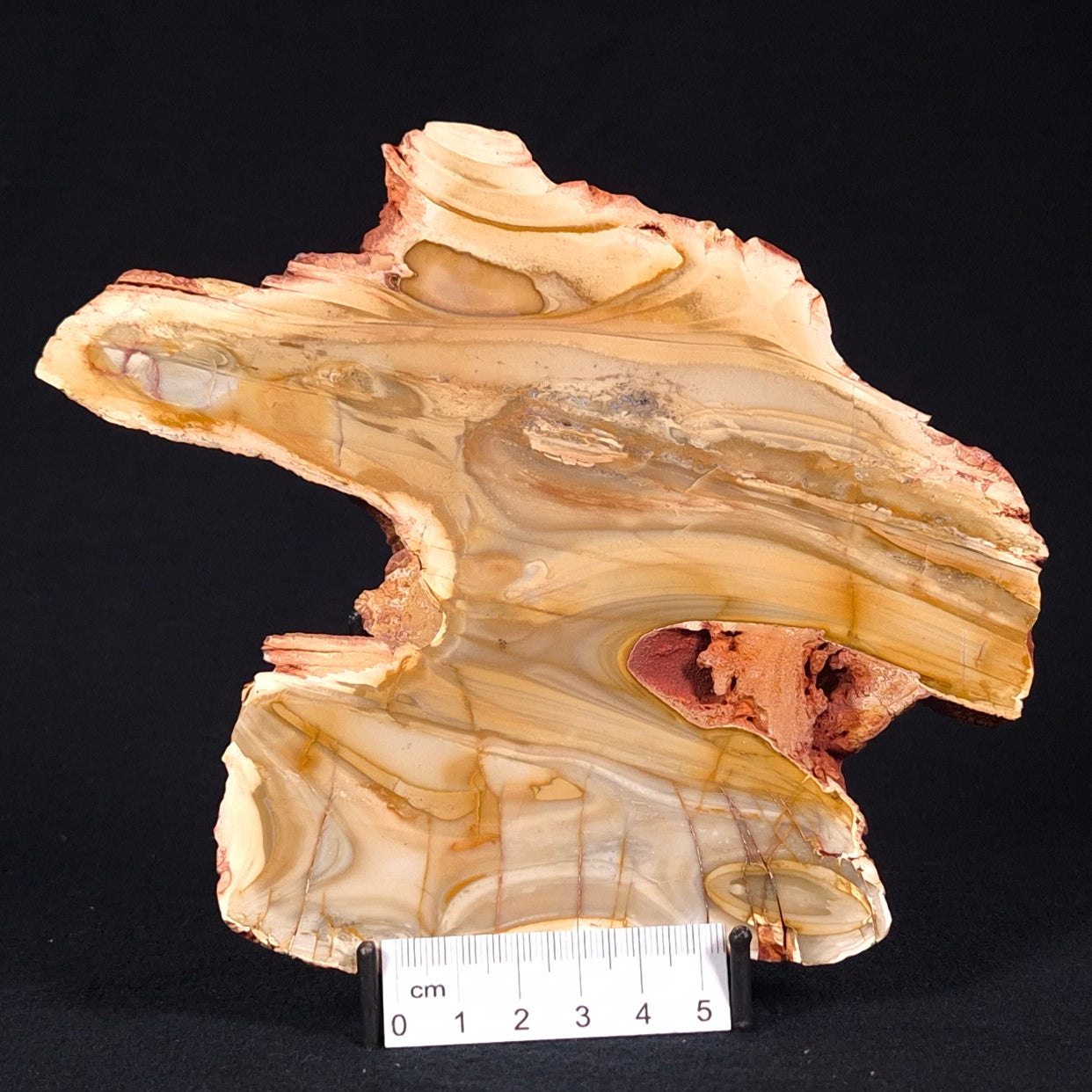 CAMOOWEAL DOLOSTONE CHERT MICROBIAL, Middle Cambrian, Australia ZCD007