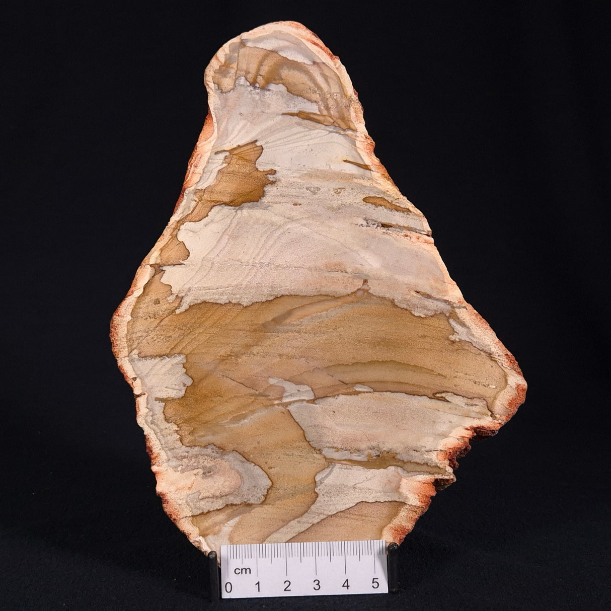 CAMOOWEAL DOLOSTONE CHERT MICROBIAL, Middle Cambrian, Australia ZCD008