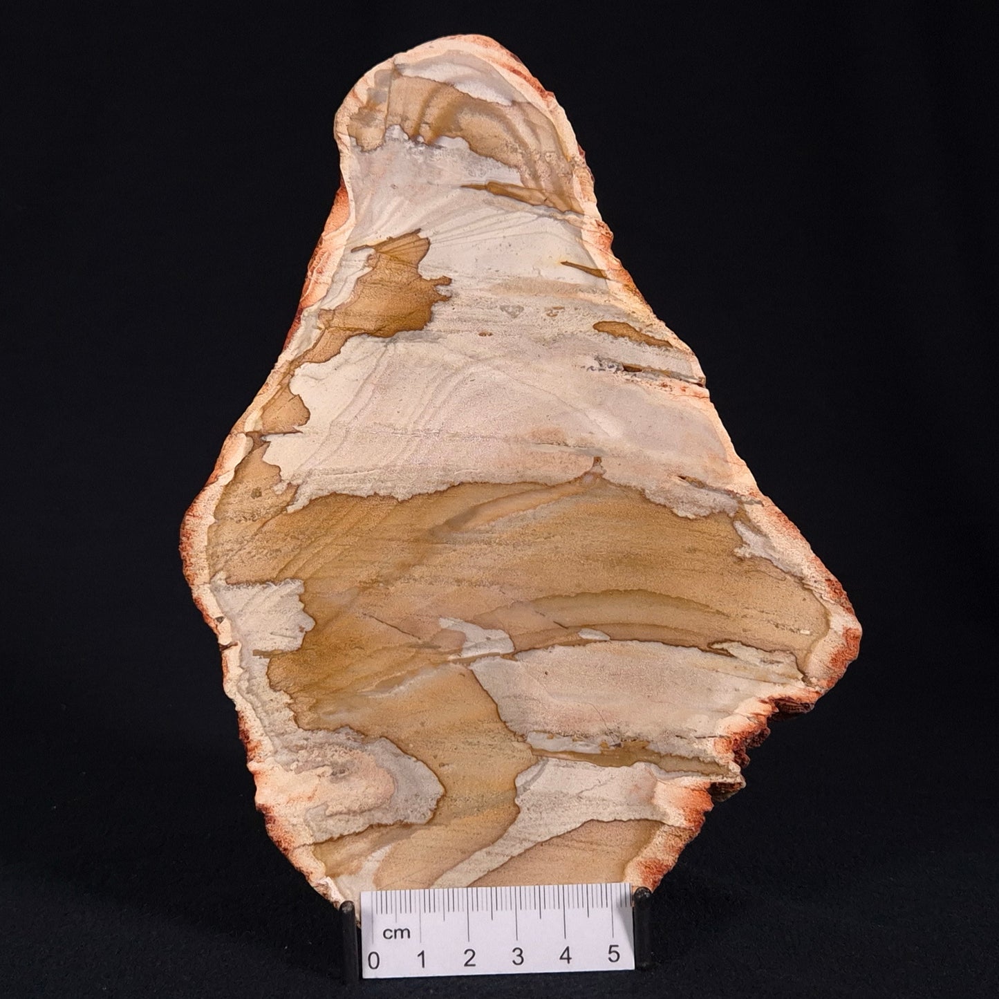 CAMOOWEAL DOLOSTONE CHERT MICROBIAL, Middle Cambrian, Australia ZCD008