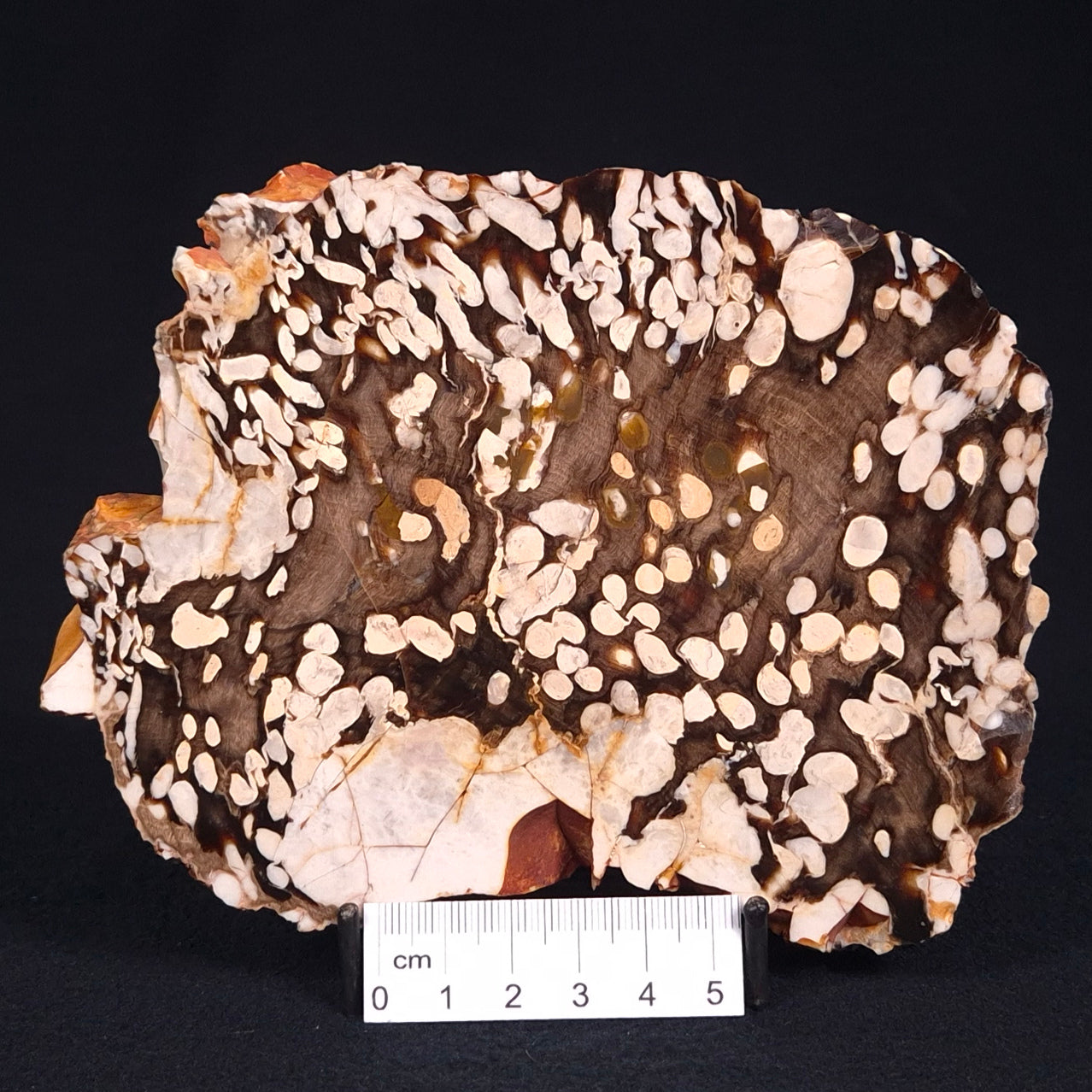 PEANUT WOOD PETRIFIED WOOD, Cretaceous, Australia ZPW001