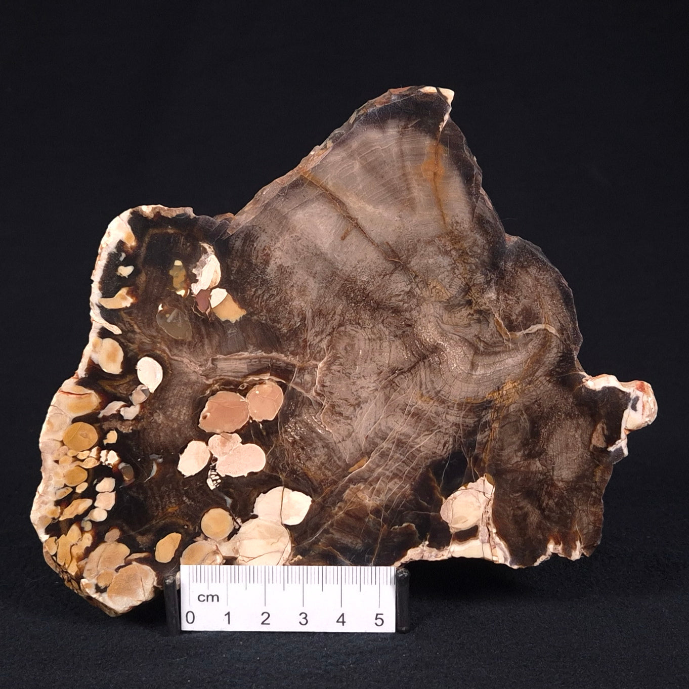 PEANUT WOOD PETRIFIED WOOD, Cretaceous, Australia ZPW002
