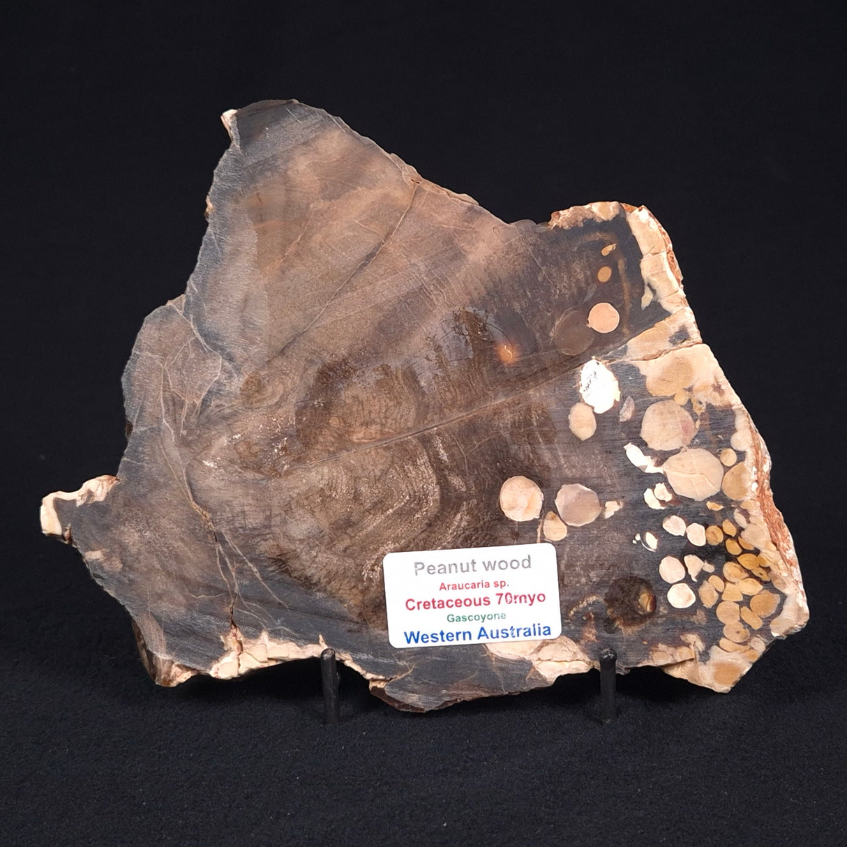 PEANUT WOOD PETRIFIED WOOD, Cretaceous, Australia ZPW002